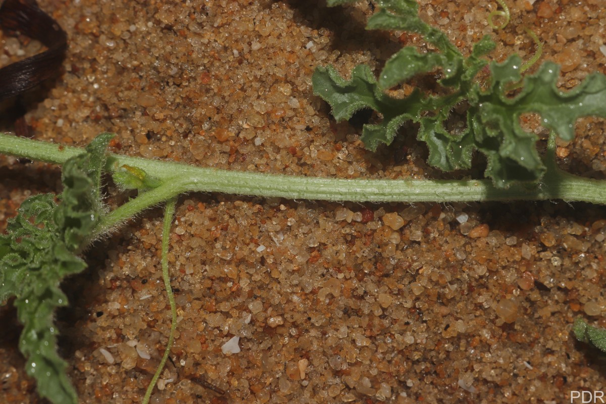Citrullus colocynthis (L.) Schrad.